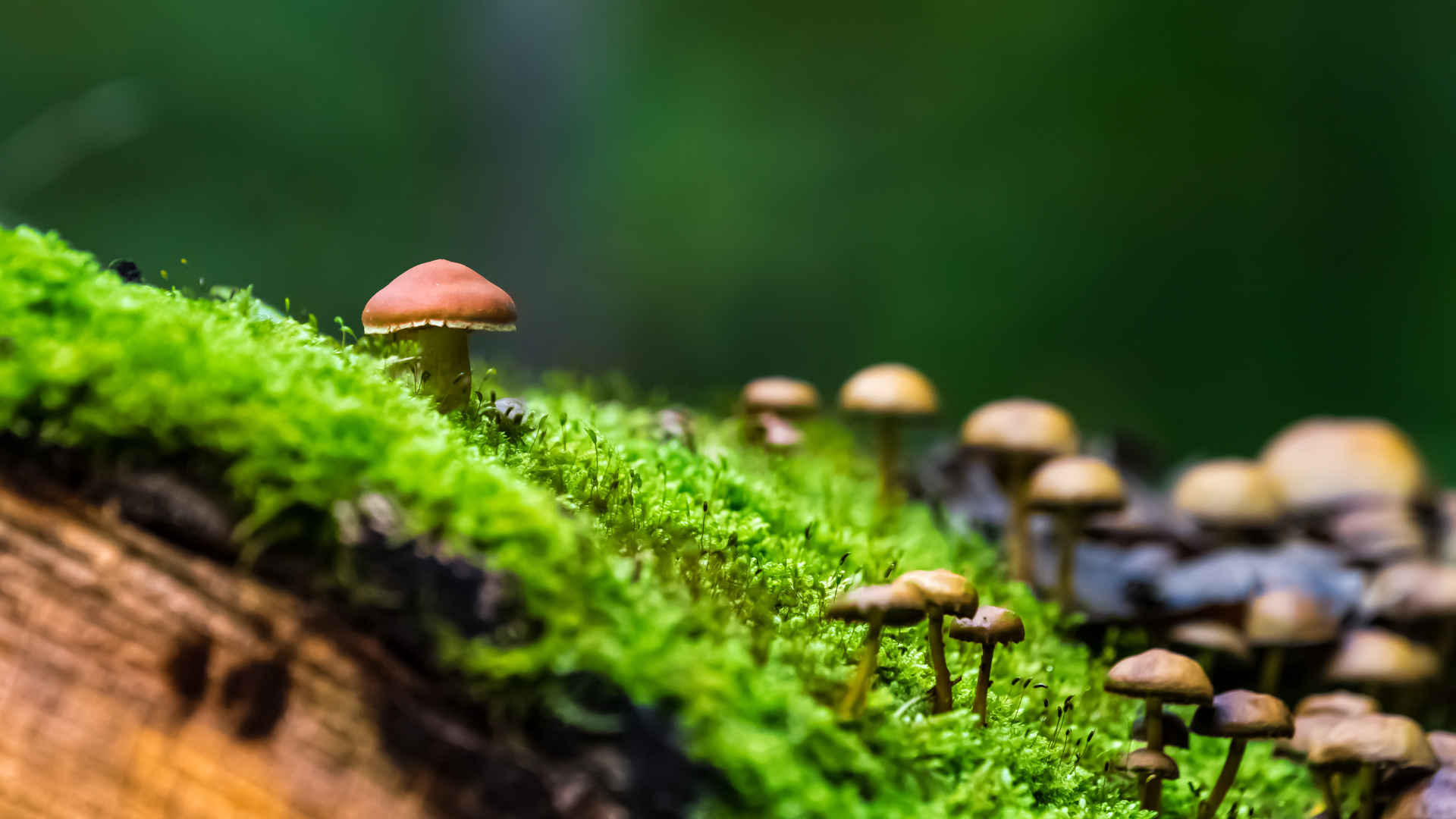 Mushrooms Growing on the Moss